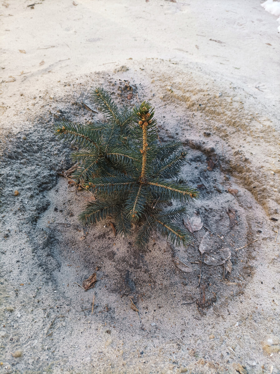 Ёлочка моя голубая😉. Посадила весной 2021, до ЭКО. Папа как в интернете прочитал её размеры, "приказал депортировать её с дачи", а то ж его "страшилки цветочные" негде сеять будет. Поэтому летом пересадила её во двор. Прижилась, подрастёт, тьфу-тьфу, будем её с Королевишной наряжать