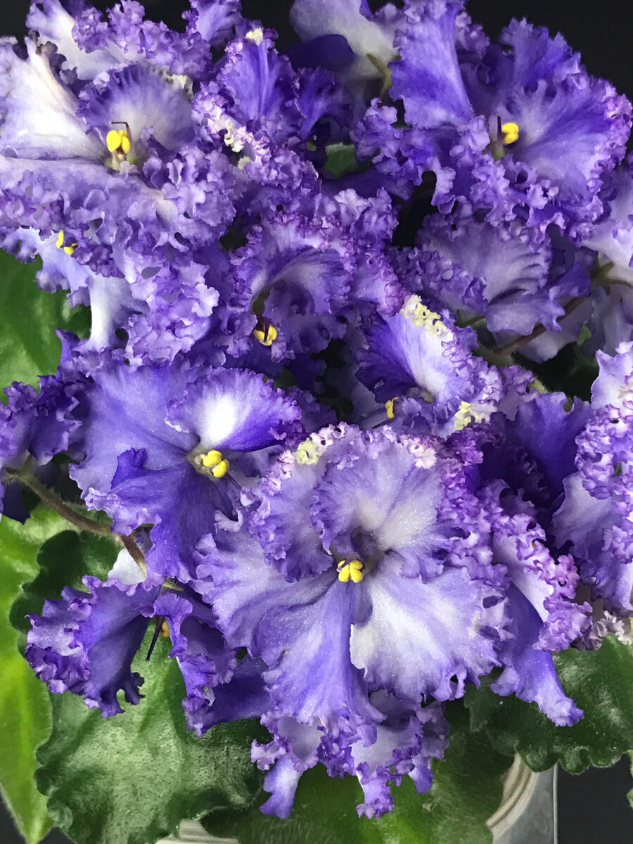 Коллекция фиалок Лозовой И.Н. 