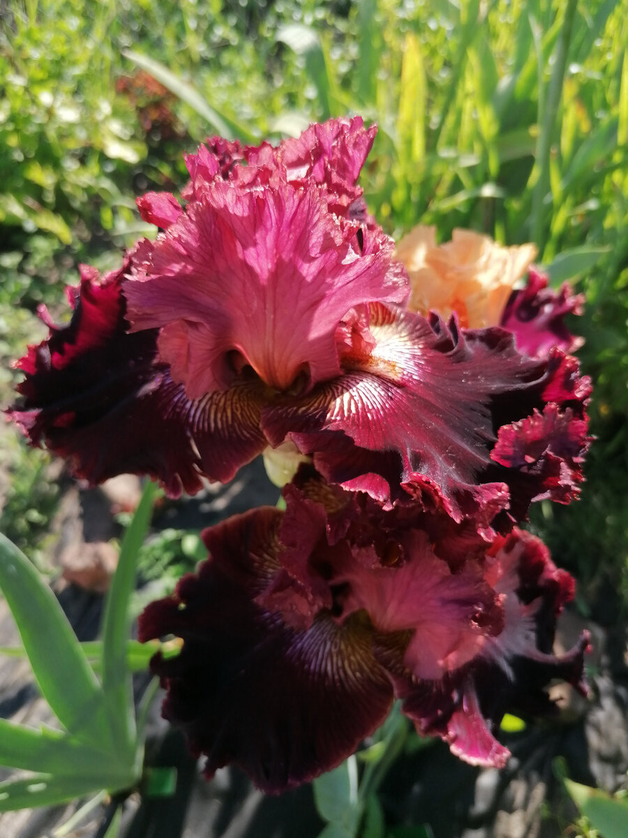 Ирисы Стрижаковой Елены авторское фото 