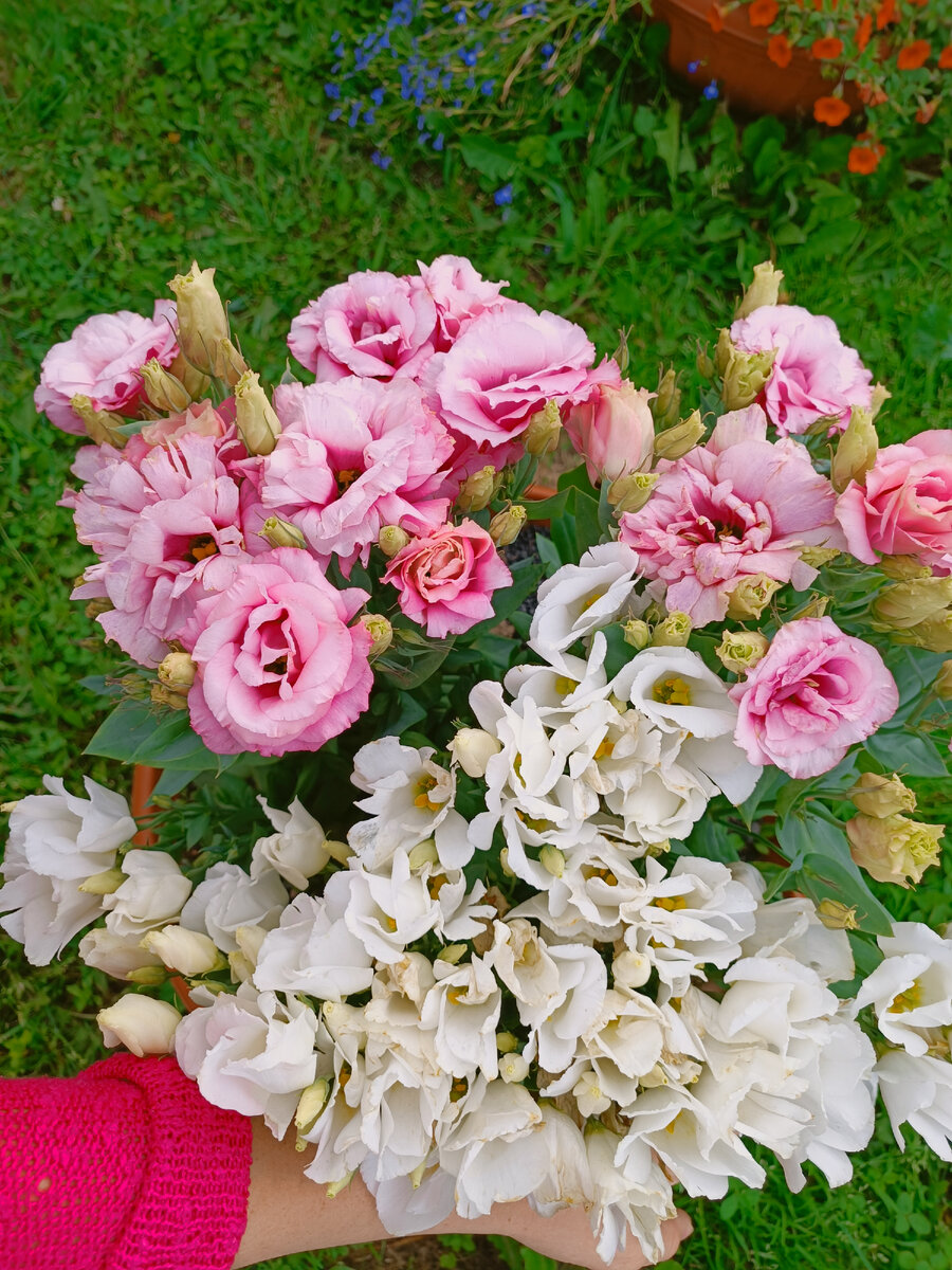 Розовая сорт «Рози», белая - «Сюита»