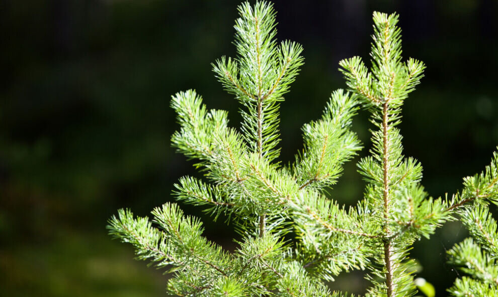    Отказались в пользу искусственных: россияне все реже покупают живые новогодние ели