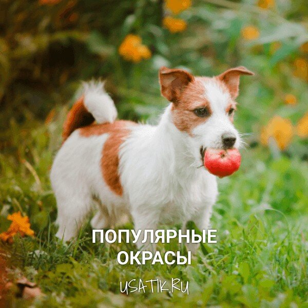 Основы ухода за джек-рассел-терьером на солнце
