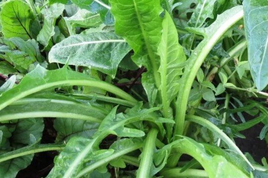 Цикорный салат в огороде: как посадить и вырастить растение, что из него приготовить и как хранить