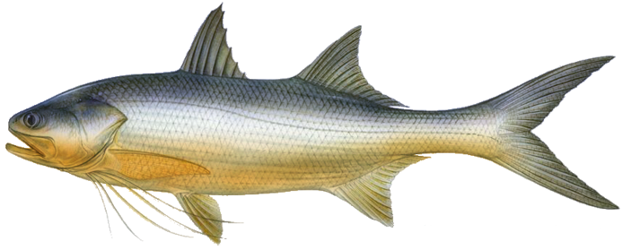 Polydactylus quadrifilis