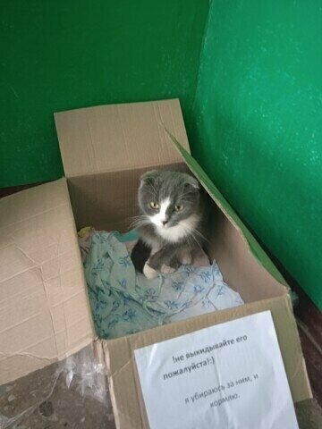 Аннушка в подъезде
