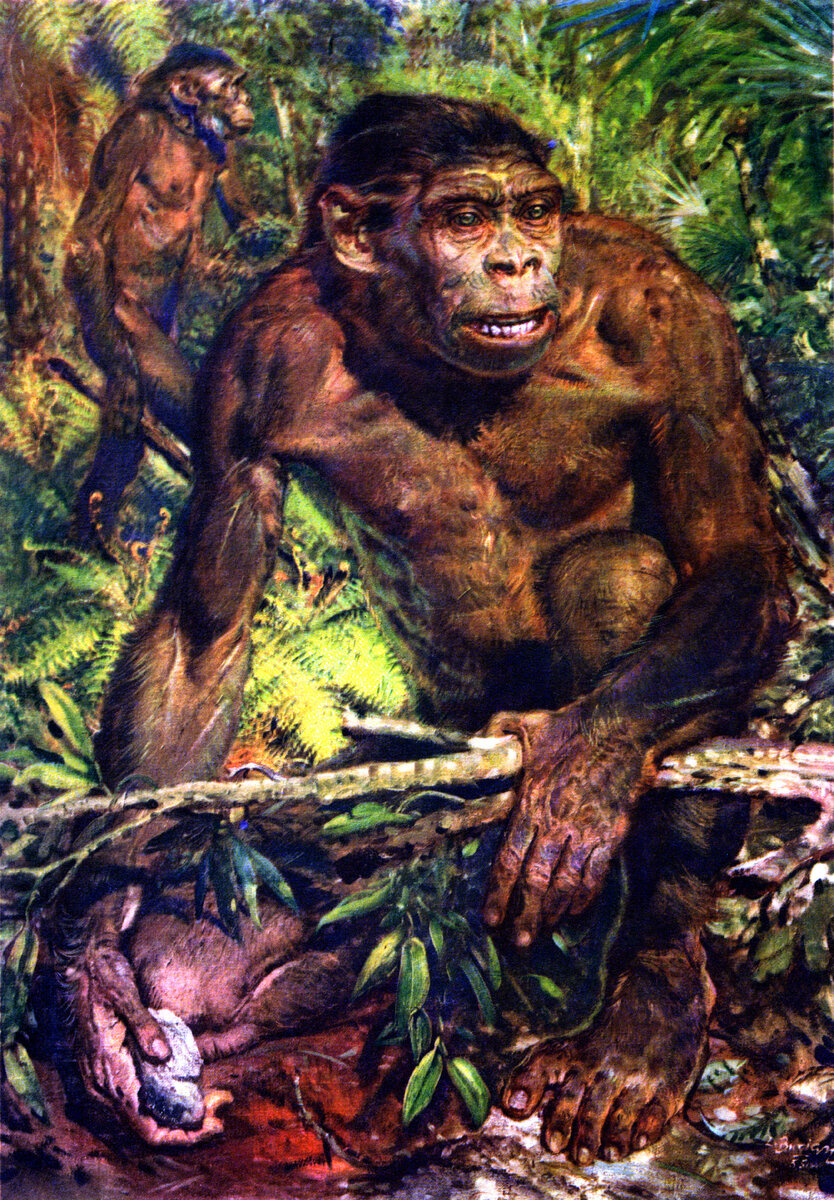 Прямоходящие приматы. Арди (ардипитек). Australopithecus afarensis (австралопитек афарский). Древние австралопитеки. Австралопитек прямоходящий.