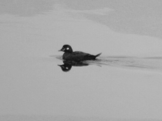     Фото: Олег Митрофанов. Алтайский заповедник