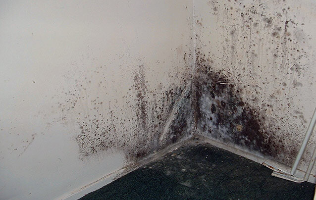 Появление плесени, это последствие неправильного утепления стен изнутри.