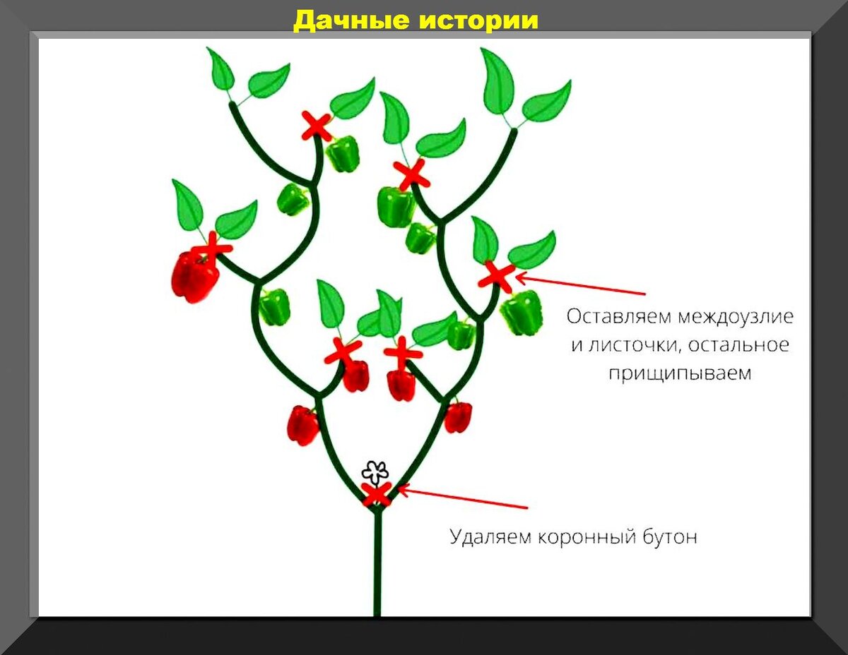 Переы. Схема пасынкования перца. Пасынкование перцев в теплице схема. Формировка болгарского перца. Схема обрезки перца.