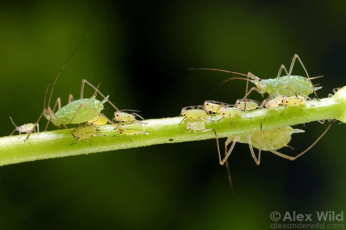 Что может быть прекраснее многодетной семьи на прогулке?