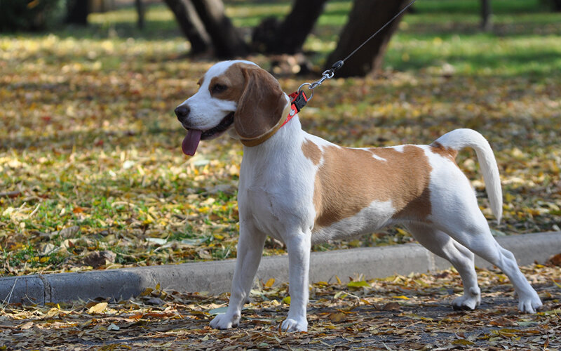  Интересно, что скажут об эмоциональном состоянии этого бигля те, кто полагает, будто хвост выражает всего лишь радость или страх. Фото greghristov/Pixabay