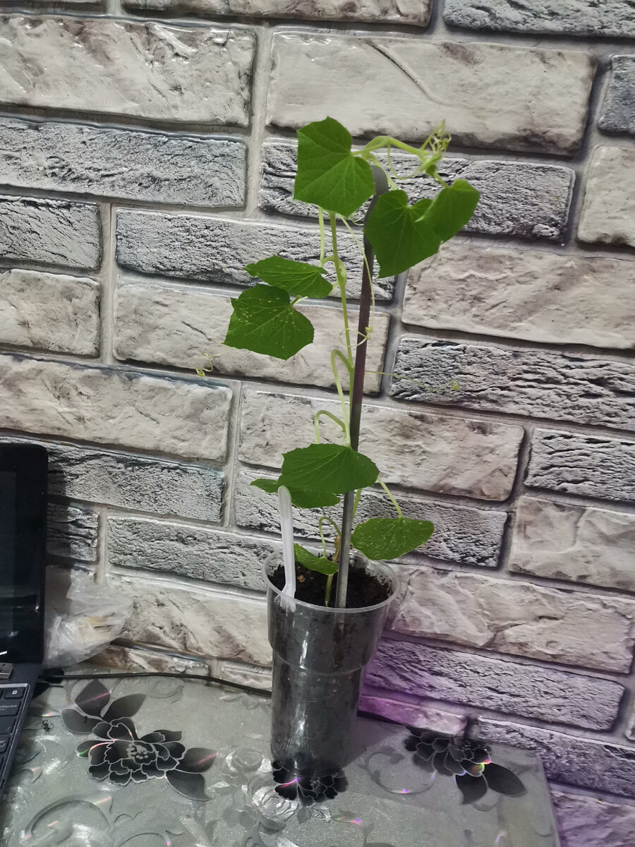 До пересадки рос в стаканчике 500 мл.