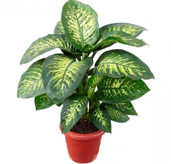 Диффенбахия