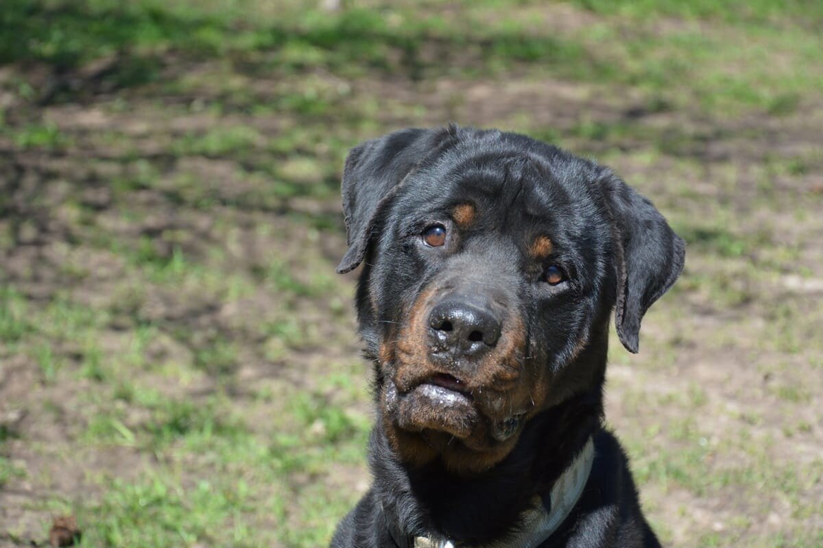 Ротвейлер, Таир, выброшен