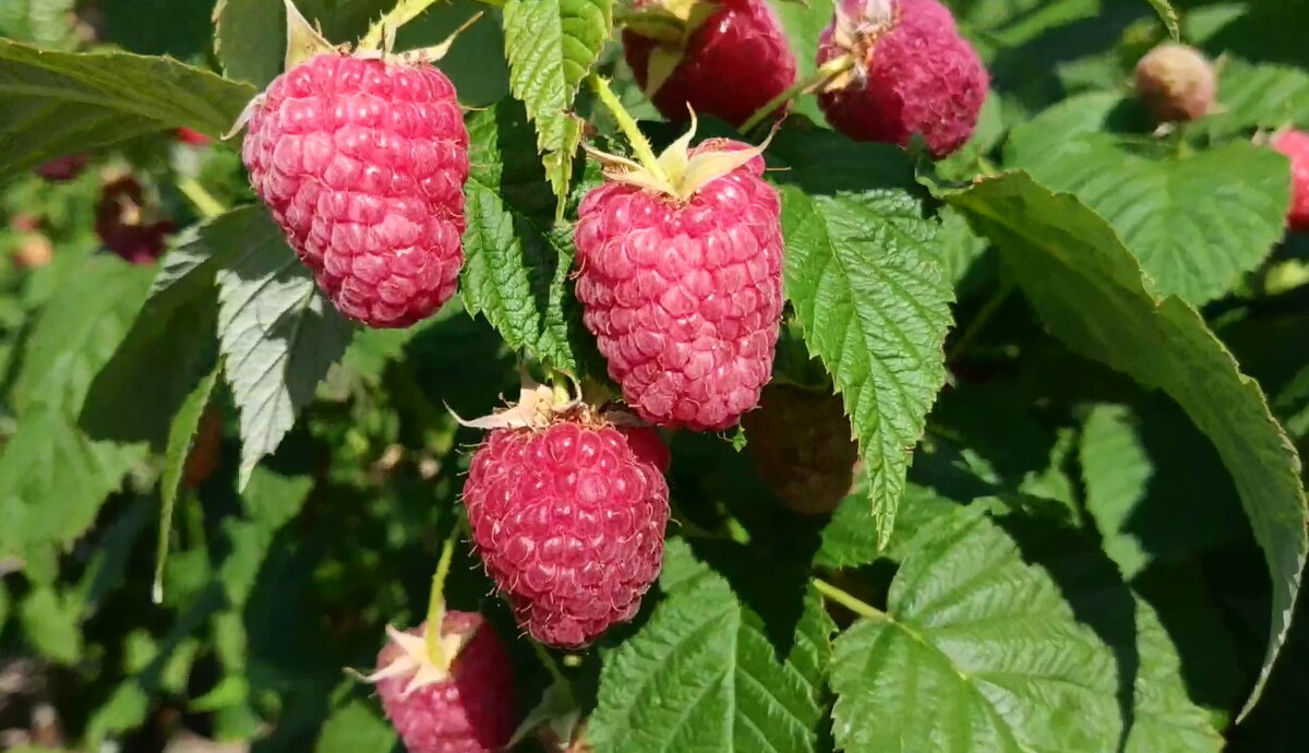 Малина, сладкая и вкусная.
