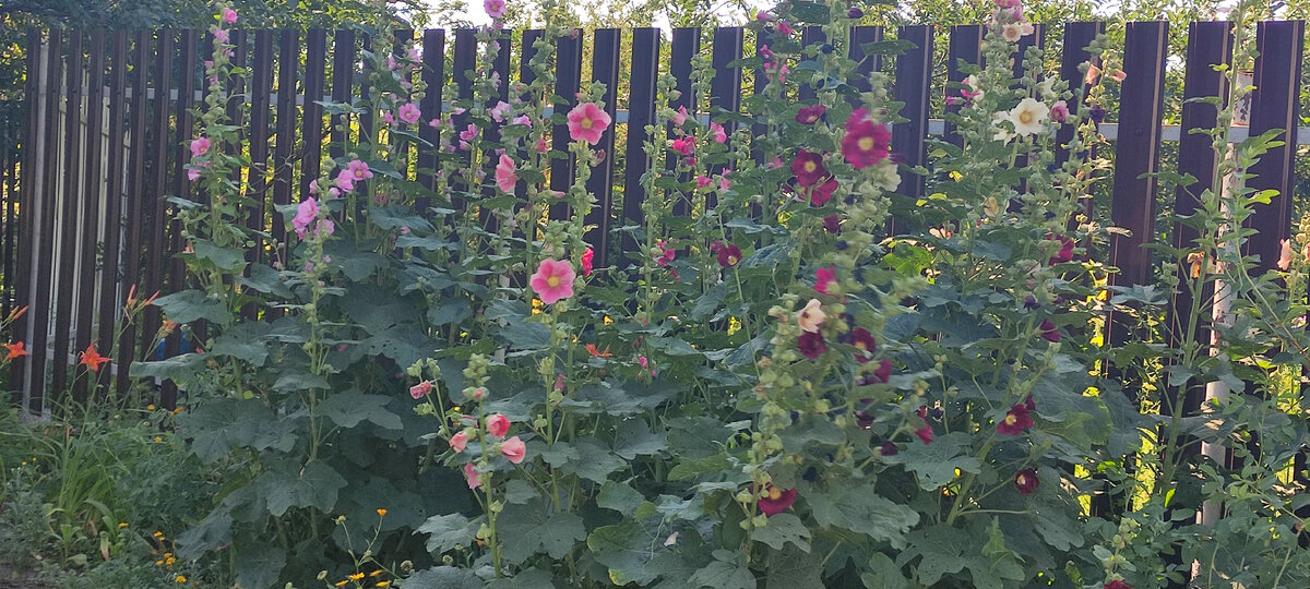 Лето, жара. Фото мое.