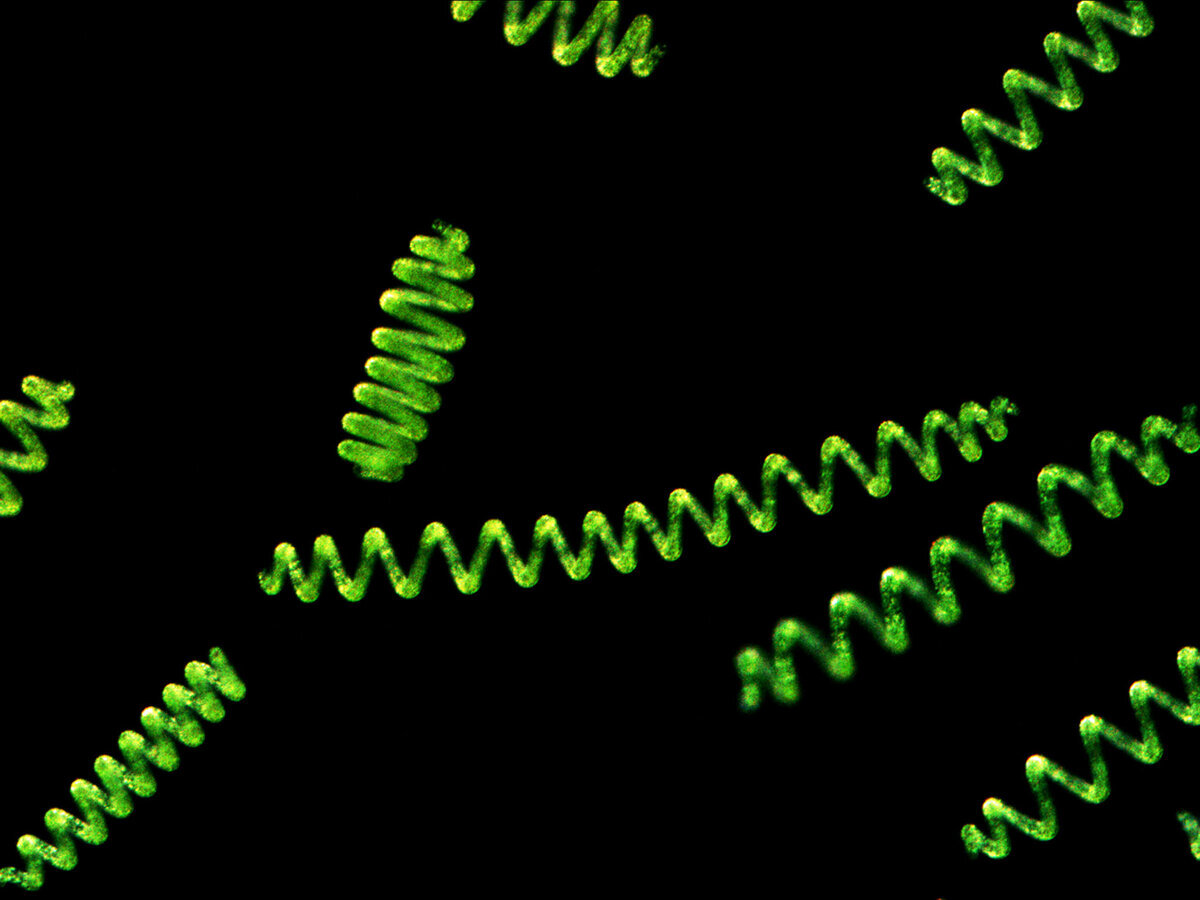 Спирулина под микроскопом (syextract.com)
