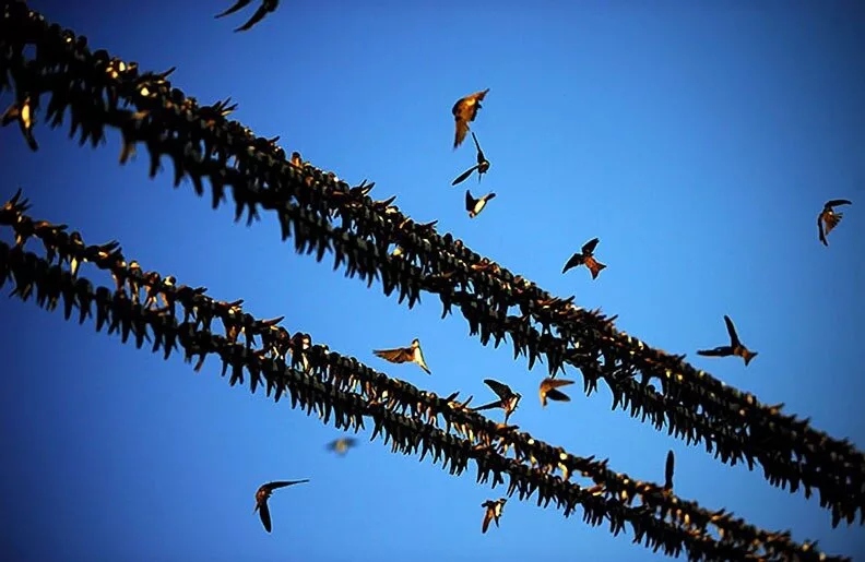 почему птицы могут сидеть на проводах