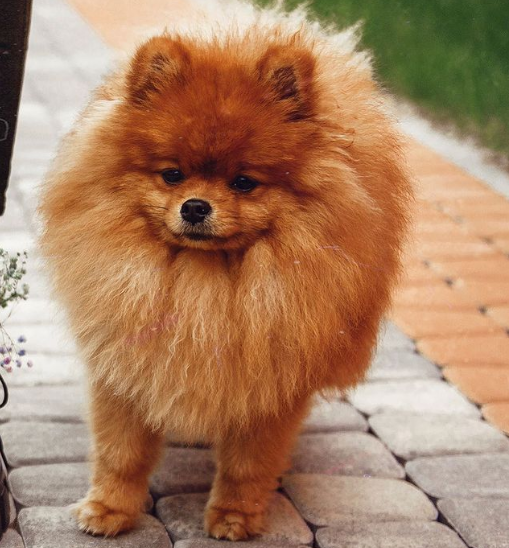 Жулик (фото из Instagram)