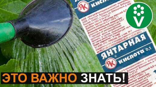 Осторожно, янтарная кислота! Как янтарная кислота может уничтожить ...