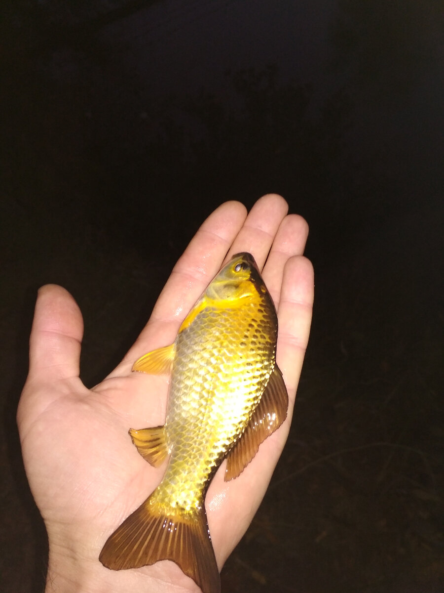 Желание загадал и выпустил