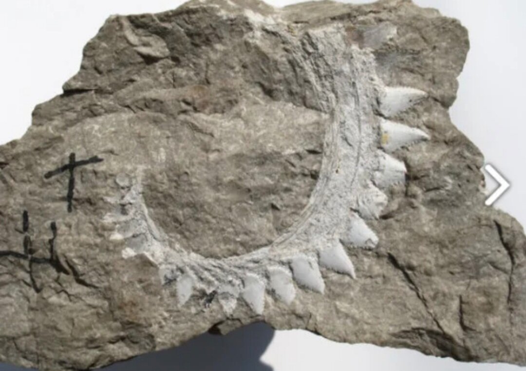 Зубной ряд древней акулы