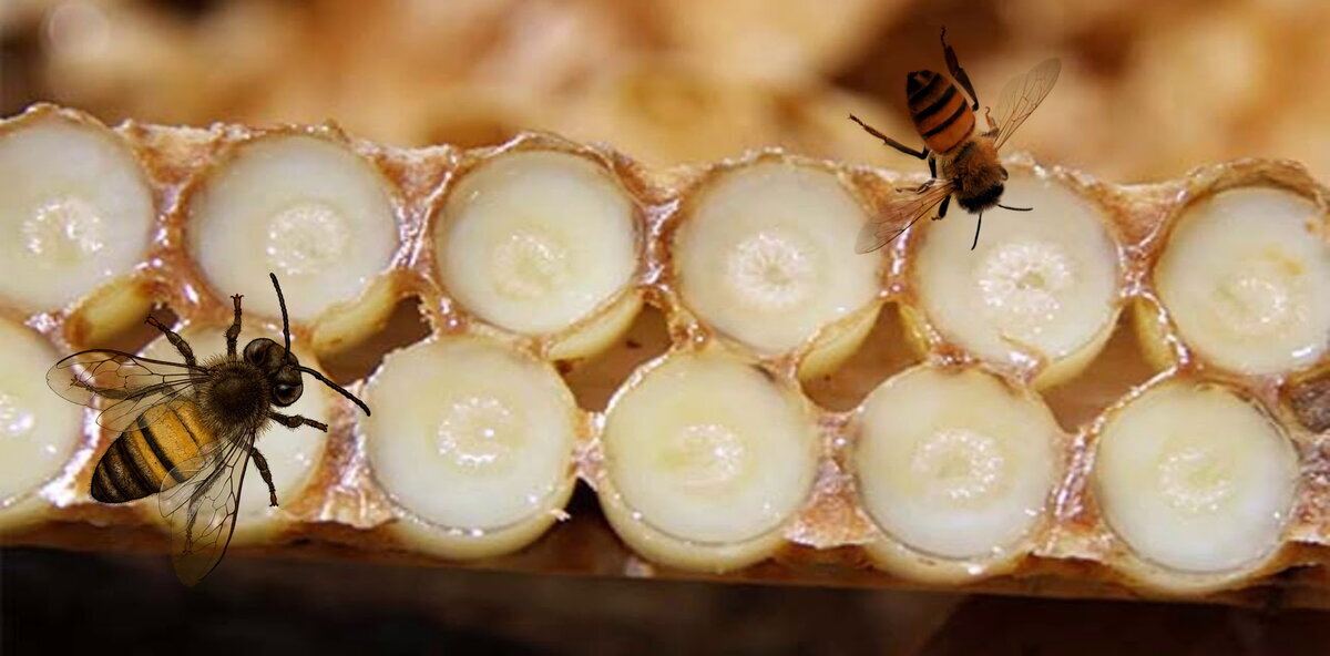 Оно самое - маточное молочко. Яндекс. Картинки.