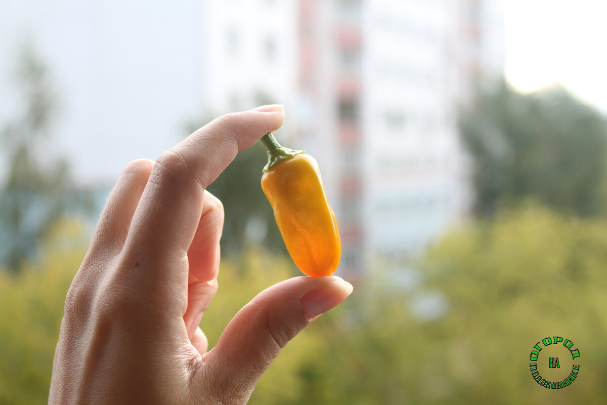 Острый перец "Золотничок"