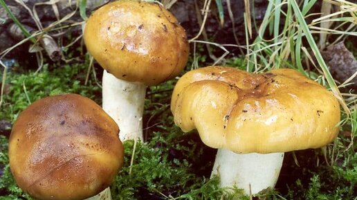 ТОП-8 рецептов приготовления блюд из грибов валуев в домашних условиях
