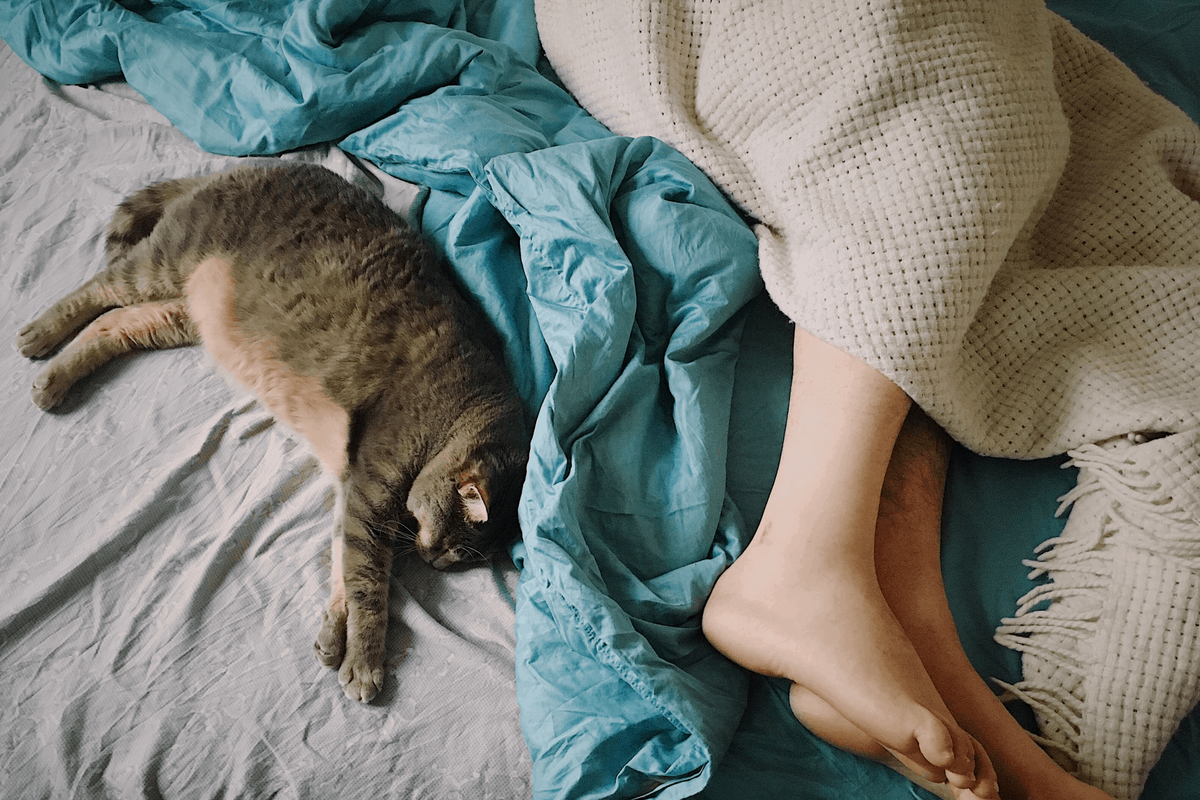 Можно ли спать с кошкой. Кот спит в ногах. сонное настроение. кошка спит в ногах у человека. девушка спит с кошкой.