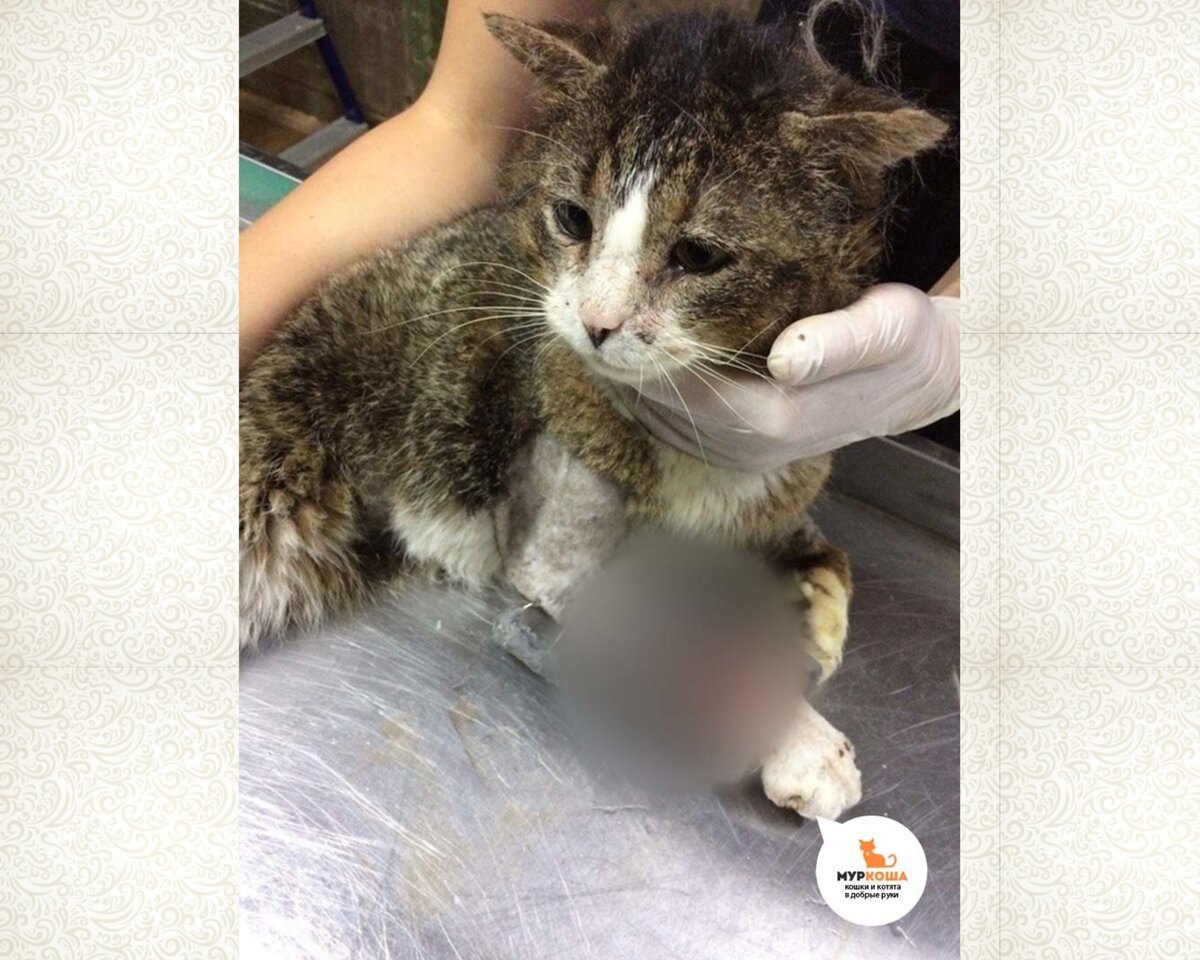 Рана выглядела настолько ужасно, что мы сочли необходимым отретушиповать фото.