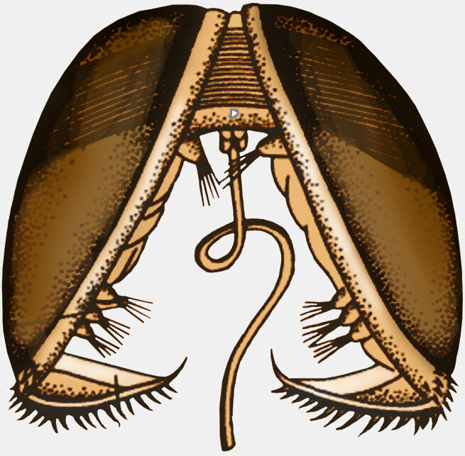 Удивительная жизнь и превращения банальной ракушки беззубки | Биологический  калейдоскоп | Дзен