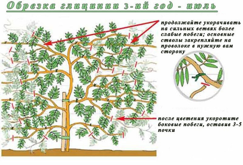 Как правильно подстричь глицинию