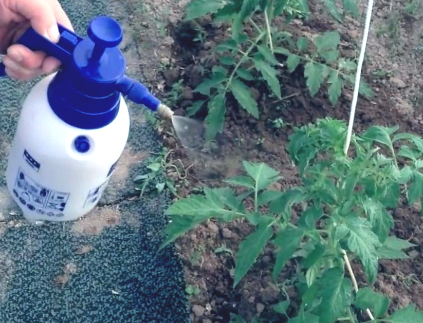 Опрыскивание томатов