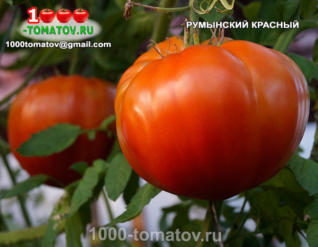 Томат Румынский красный Romanian Red фото 2
