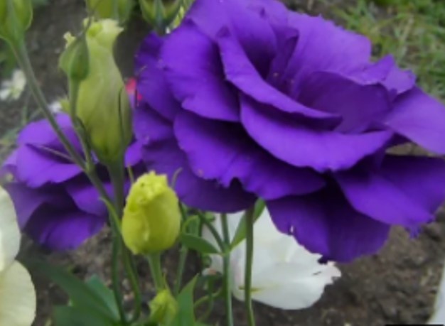 Эустома фото 1