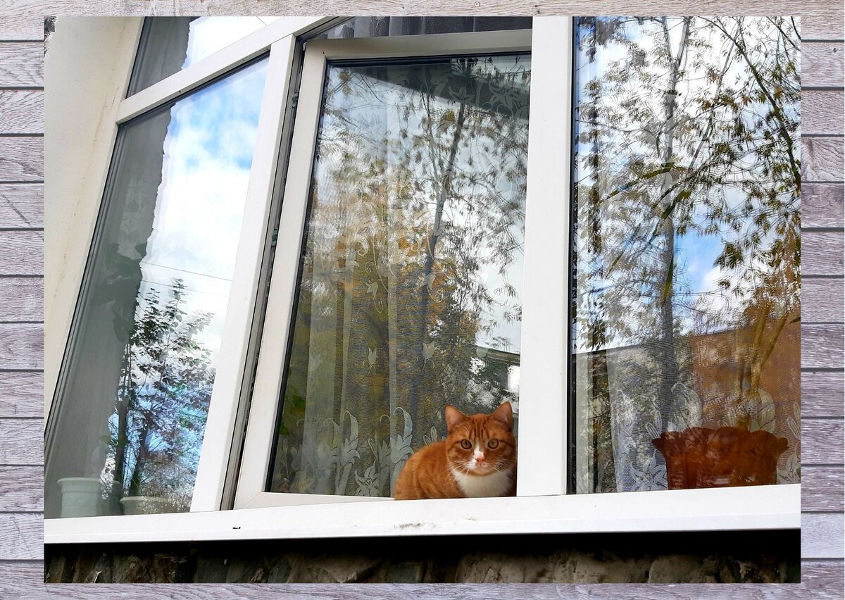 Не март и не кот Пуаро, но тоже кот и застекленный балкон. Фото автора