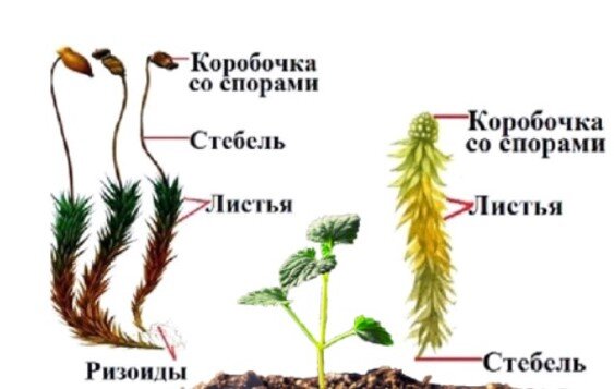 Коробочка на ножке у моховидных. Отличие сфагнума от Кукушкина льна. Что такое коробочка на ножке у кукушкиного льна. Кукушкин лен классификация. Кукушкин лен строение.