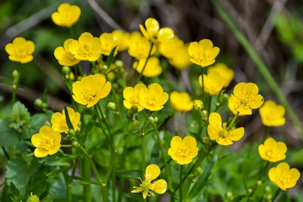 Лютик едкий и токсичный. Неприятный, в общем, тип.