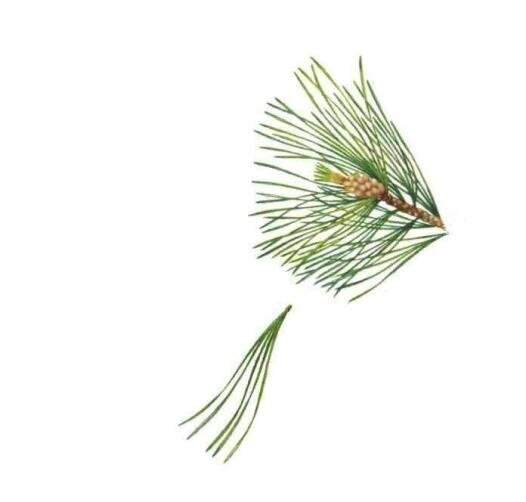 Источник : Яндекс картинки. 