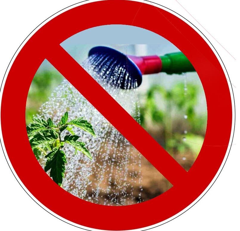 Полить или не полить, вот в чем вопрос...