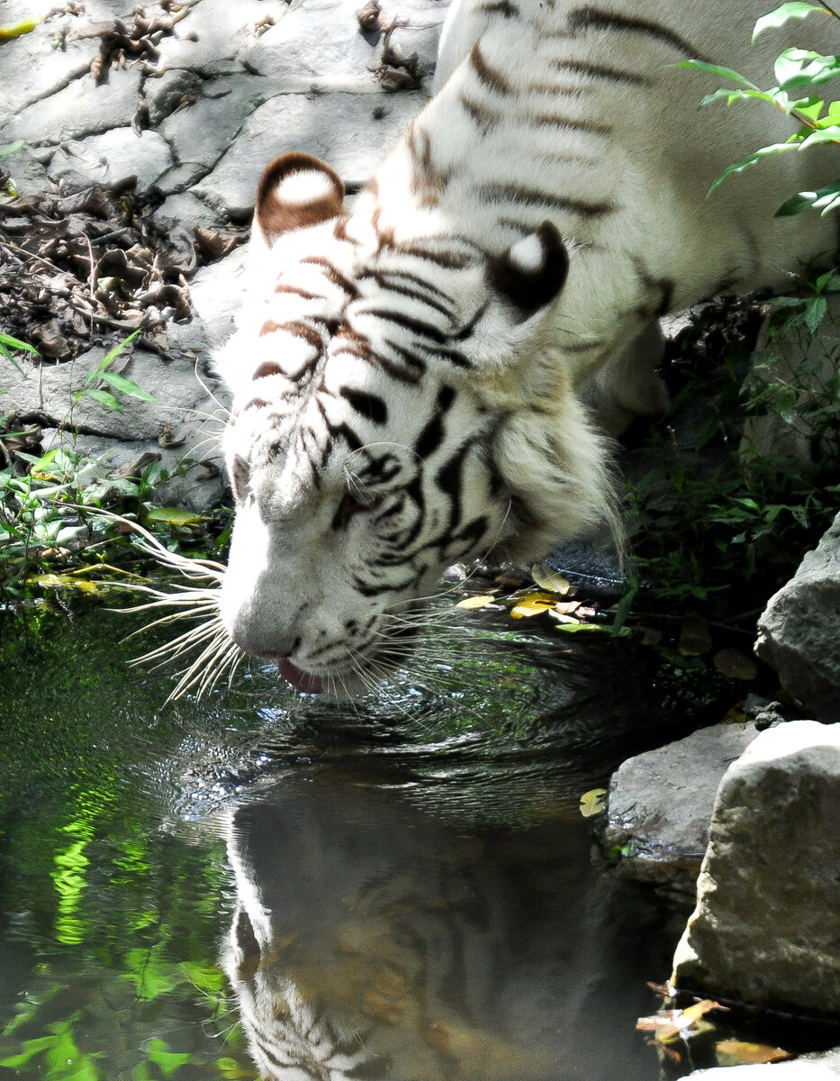 Белый тигр в зоопарке Шанхая. 2014 год. Китай