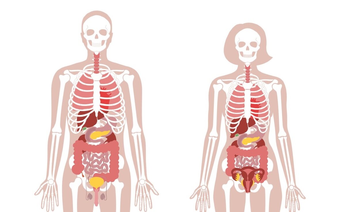 Женский скелет анатомия