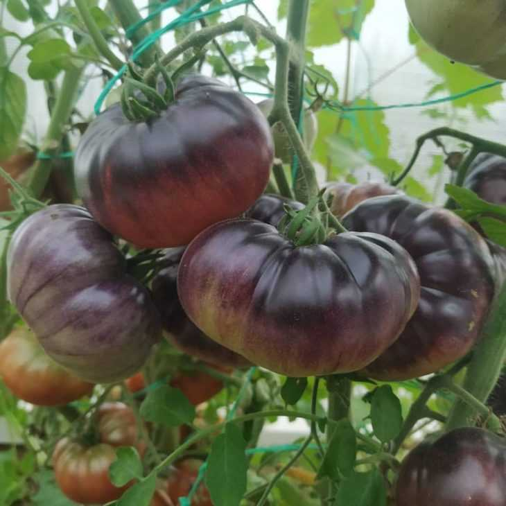 черный принц несозревший