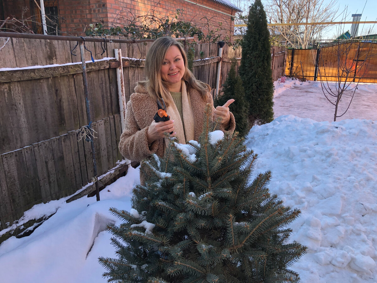 После обрезки каждая веточка образует целый "веник" почек