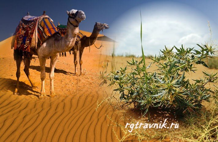 Фото из интернета