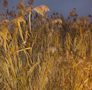 КАМЫШЕБЕТОН.