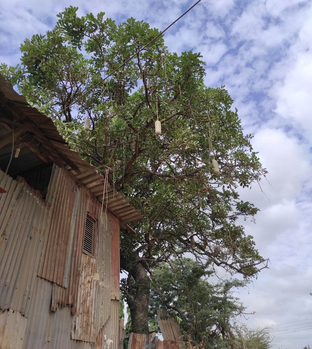 Непонятный плод.