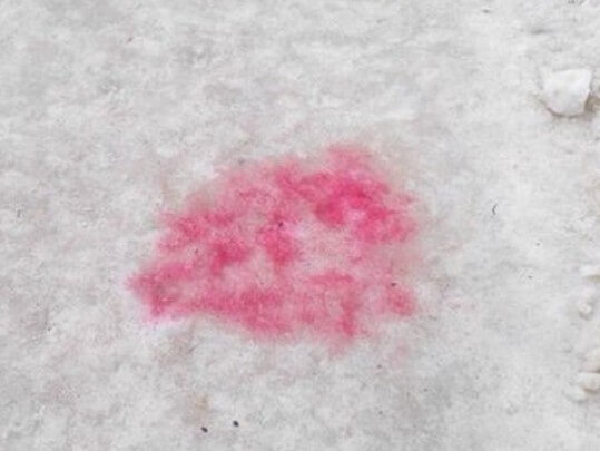 Картинка из интернета