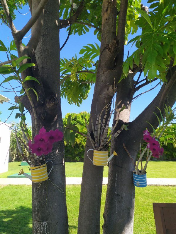 Орхидеи заботливо посажены в леечки. Фото из личного архива